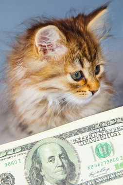 Küçük güzel kedinin komik portresi parayı korur. Para güvenliği ve iş konsepti.