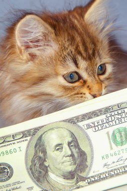 Küçük güzel kedinin komik portresi Amerikan dolarlarını koruyor. Para güvenliği kavramı.