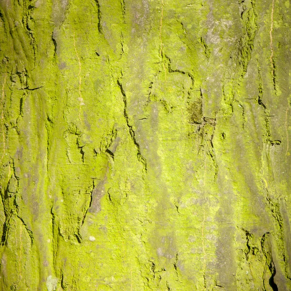 Close Vecchio Legno Verde Texture Sfondo Modello Design Immagine Orizzontale — Foto Stock