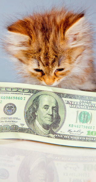 Юмористический портрет маленькой красивой кошки, нюхающей деньги купюры в долларах США как символ любви к деньгам. Вертикальное изображение
.
