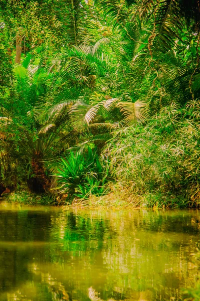 Wilde Natuur Prachtig Landschap Van Tropisch Bos Met Rivier Selectieve — Stockfoto