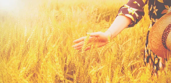 小麦畑に黄金の小麦の耳に触れる女性の手 日没の光 フレアライト — ストック写真