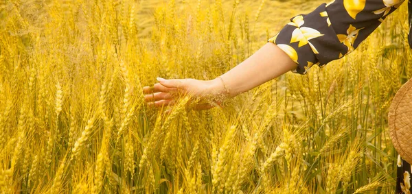女性の手は 小麦畑で黄金の小麦の耳に触れると 日没の光 フレアライト 水平像 — ストック写真