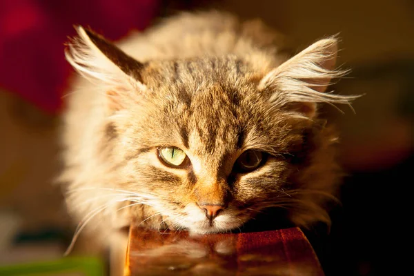 집안에 아름다운 고양이의 — 스톡 사진