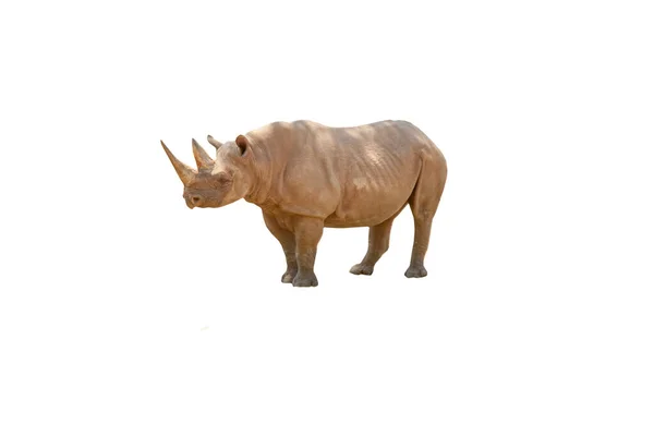 Portrait Large Rhinoceros Rhino Isolated White Background — Stock Photo, Image