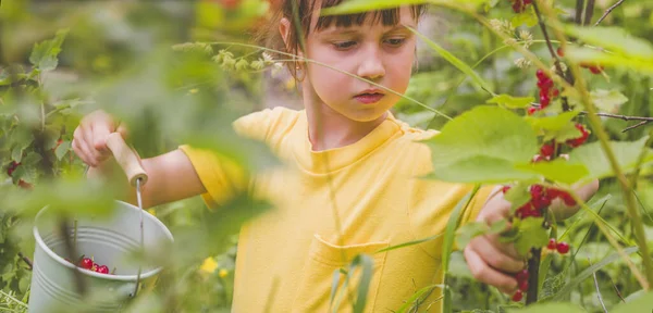 Menina Bonita Escolhendo Groselha Livre Jardim Foco Seletivo Agricultura Saúde — Fotografia de Stock