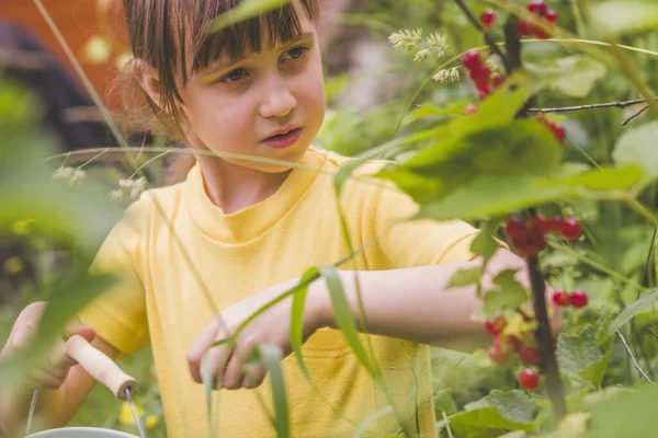 Retrato Menina Bonita Escolhendo Groselha Livre Jardim Foco Seletivo — Fotografia de Stock