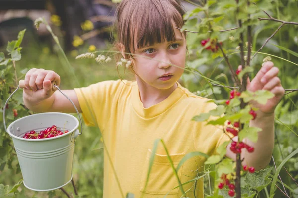 Retrato Menina Bonita Escolhendo Groselha Livre Jardim Agricultura Saúde Conceito — Fotografia de Stock