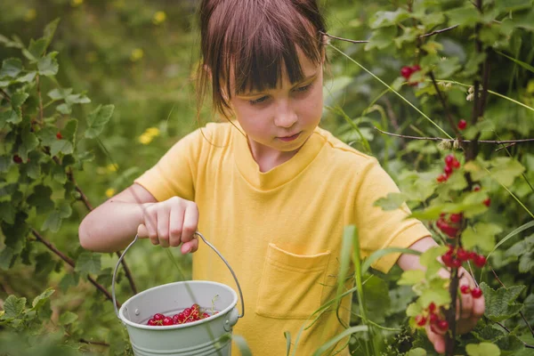 Retrato Menina Bonita Escolhendo Groselha Livre Jardim Foco Seletivo Agricultura — Fotografia de Stock
