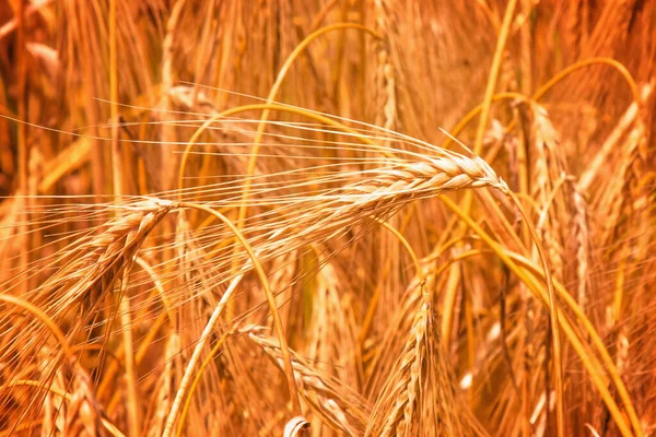 Gerst Veld Achtergrond Zonlicht Onderaanzicht Landbouw Agronomie Industrieel Concept — Stockfoto