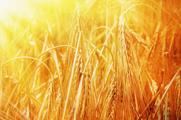 Nahaufnahme Von Goldenem Gras Hintergrund Den Strahlen Der Sommersonne — Stockfoto