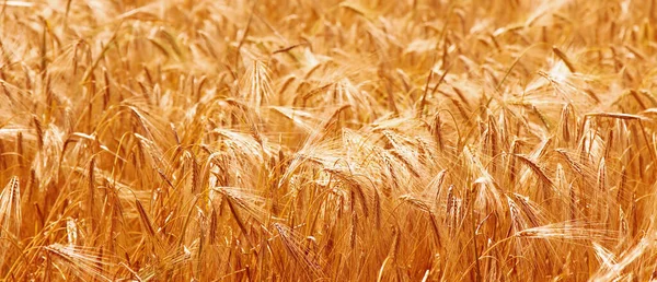 Pozadí Zlaté Trávy Paprscích Letního Ranního Slunce Koncept Zemědělství Agronomie — Stock fotografie