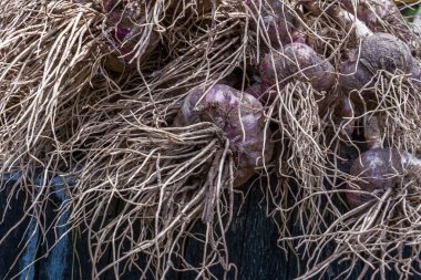 Taze sarımsak arkaplan dokusunun yakın plan fotoğrafı. Tarım, organik doğal gıda konsepti. Yatay resim.