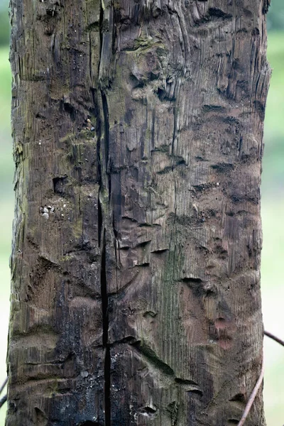 Alte Bäume Holz Textur Freier Kopierraum Vertikales Bild — Stockfoto