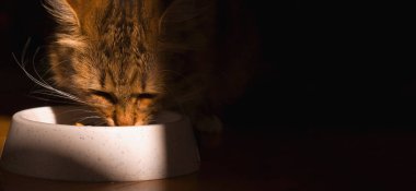 Evcil hayvanlar için yemek. Şirin kedi evde kuru yemek yiyor. Tasarım için boş yer. Derin gölgeli resim.