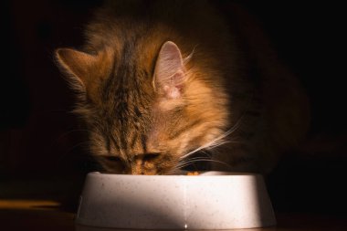 Evcil hayvanlar için yemek. Kuru yemek yiyen sevimli bir kedi. Yatay resim.