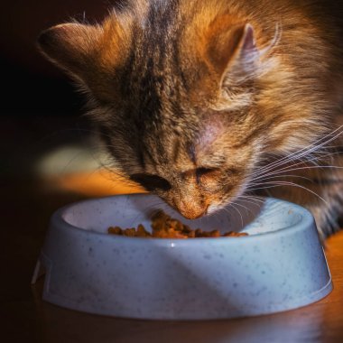 Evcil hayvanlar için yemek. Şirin kedi evde kuru yemek yiyor. Kedinin burnuna odaklan..