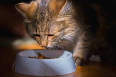 Evcil hayvanlar için yemek. Evde kuru yemek yiyen sevimli kediyi kapat.. 