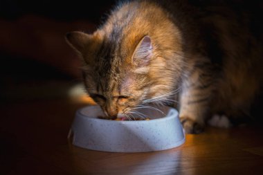 Evcil hayvanlar için yemek. Şirin kedi evde kuru yemek yiyor.. 