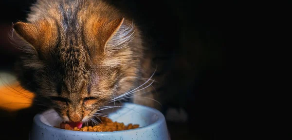 Food for pets. Cute cat eating dry food at home. Horizontal image. Free copy space for design.