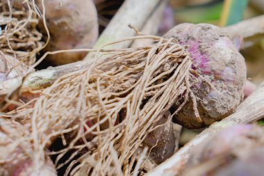 Taze sarımsak arkaplan dokusunun yakın plan fotoğrafı. Tarım, organik doğal gıda konsepti.
