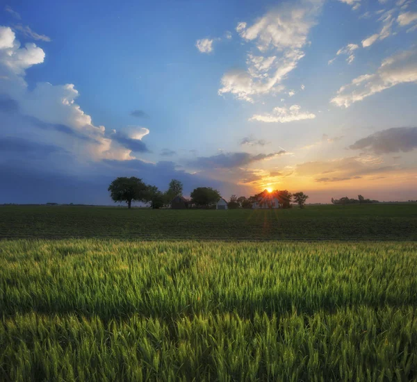 Pozdní Odpoledne Pšenice Zemědělských Polí Zataženo Západ Slunce — Stock fotografie