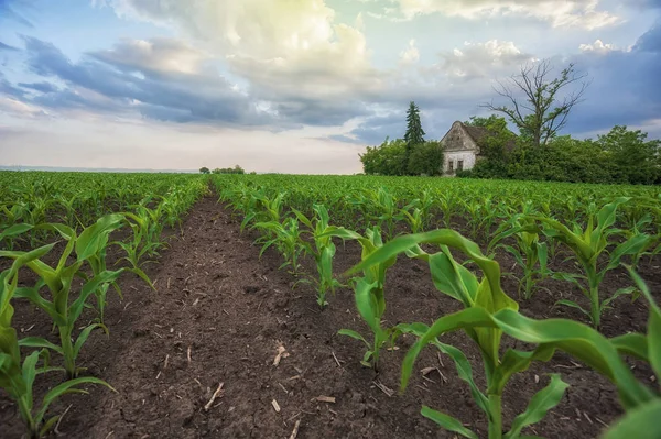 Getreidefelder Landwirtschaftliche Verlassene Alte Ranch Vor Sonnenuntergang — Stockfoto