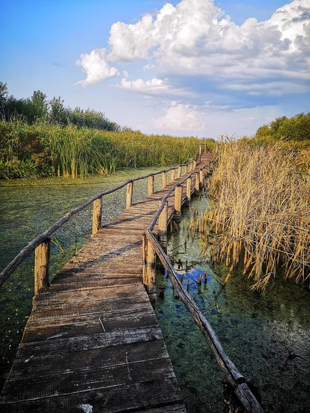 Sendero Madera Sobre Pantano Atardecer Verano —  Fotos de Stock