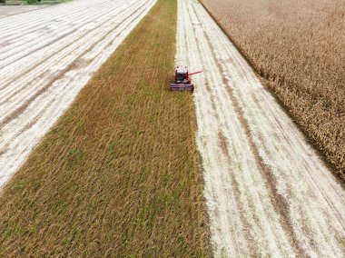 Buğday yaz aylarında hasat. Hasat alanında çalışan. Altın olgun buğday sahada toplama hasat tarım makine birleştirin. Yukarıdan görüntülemek. 