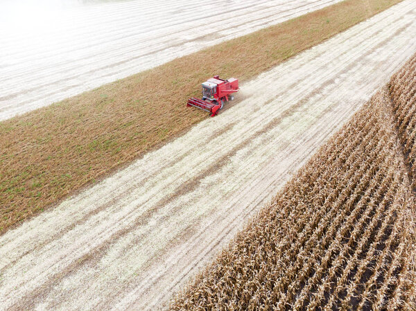 Сбор пшеницы летом. Харвестер работает в поле. Сельскохозяйственная машина комбайна собирает на поле золотую спелую пшеницу. Вид сверху
. 