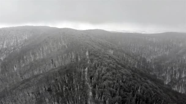 Neve Caduta Montagna Volo Sopra Foresta Inverno — Video Stock