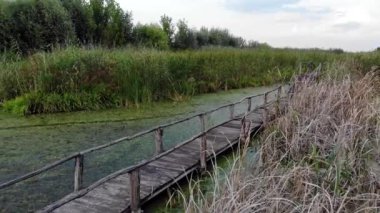 Yaz aylarında Jegricka Bataklığı ve Doğa Parkı'nda Boardwalk üzerinde Uçan, Voyvodina, Sırbistan, Avrupa. Nehir etrafında yeşillik ile surounded