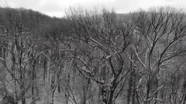 Śnieg Pada Górach Lot Nad Lasu Okresie Zimowym — Wideo stockowe