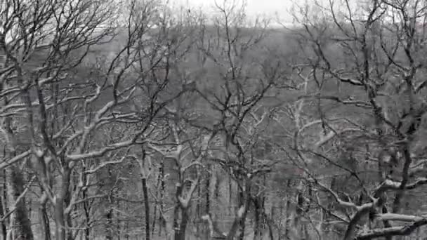 Neve Caindo Nas Montanhas Voo Acima Floresta Inverno — Vídeo de Stock