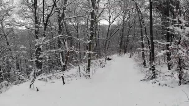 Neve Caindo Nas Montanhas Voo Acima Floresta Inverno — Vídeo de Stock