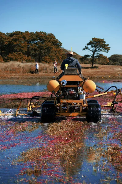 A Nantucket Cranberry fesztivál — Stock Fotó