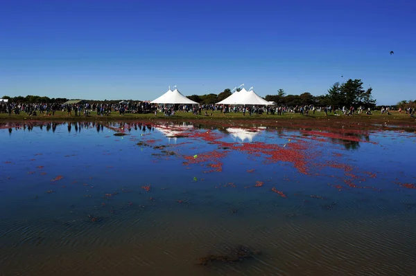 El festival de arándanos de Nantucket —  Fotos de Stock