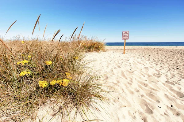 Zomer aan zandstrand — Stockfoto