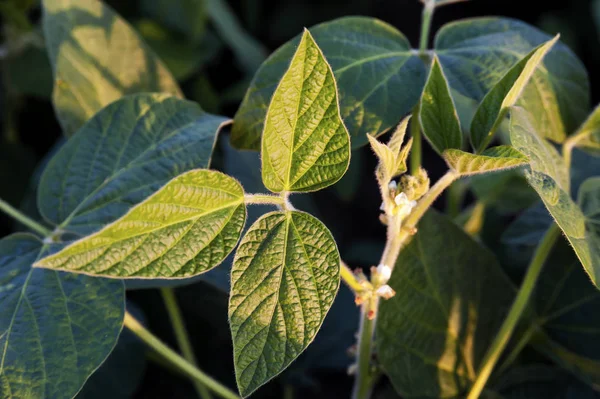 stock image Agricultural soy fields