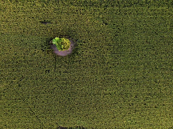 Vista superior de drones aéreos del campo de maíz verde cultivado —  Fotos de Stock