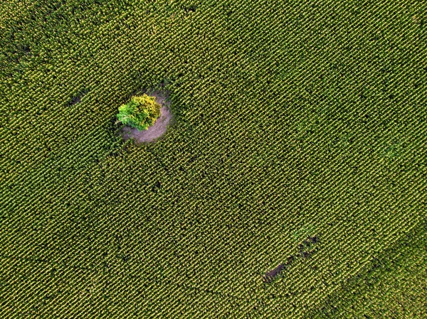 Vista superior de drones aéreos del campo de maíz verde cultivado —  Fotos de Stock
