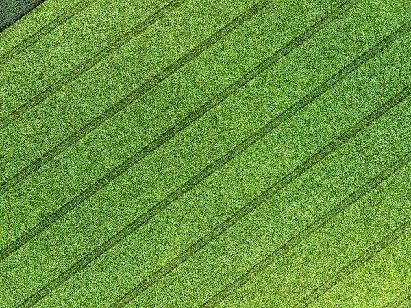 Aerial drone top view of cultivated green corn field — Stock Photo, Image