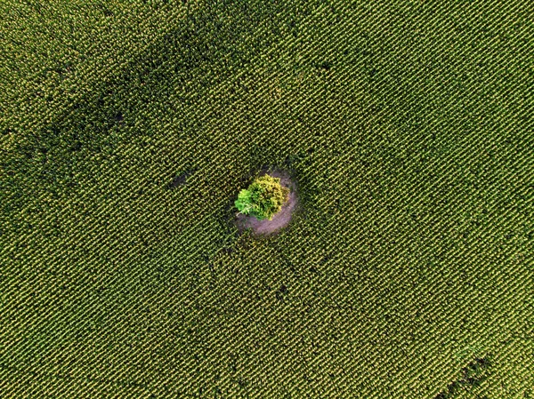 Εναέρια κηφήνας πάνω από το καλλιεργούμενο πράσινο χωράφι καλαμποκιού — Φωτογραφία Αρχείου