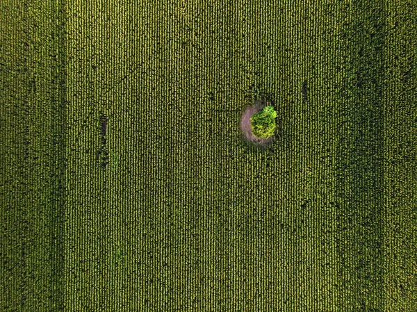 Aerial Drone uppifrån syn på odlad grön majs fält — Stockfoto