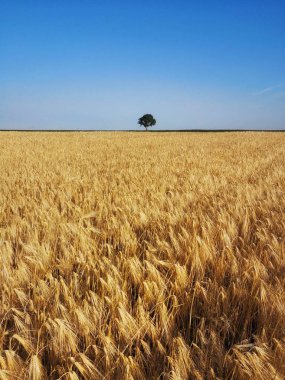 Yaz sabahları buğday tarlaları, kırsal tarım arka planı
