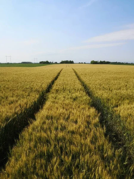 Vete Åkrar Sommaren Morgon Lantbruk Bakgrund — Stockfoto