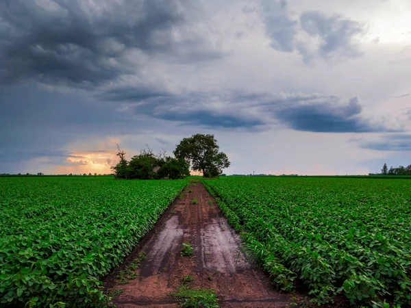 Sojafält Och Sojafält Tidigt Morgonen Sojaprodukter Jordbruk Dramatisk Himmel Soluppgång — Stockfoto