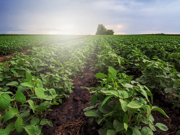 晨光下的大豆田和大豆植物 豆类作物农业 戏剧性的日出 — 图库照片