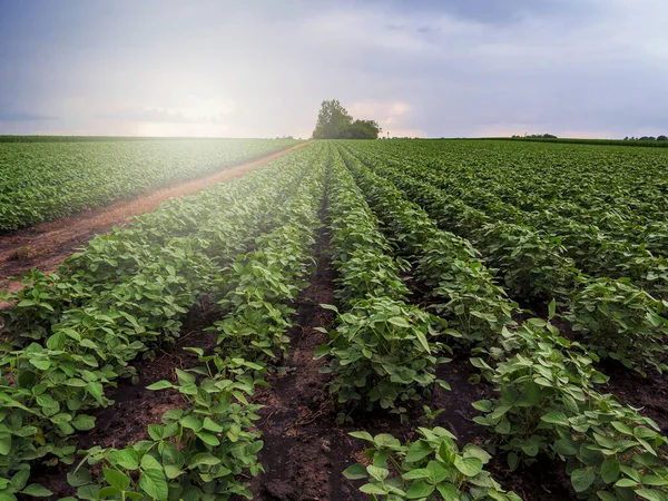 Sojafält Och Sojafält Tidigt Morgonen Sojaprodukter Jordbruk Dramatisk Himmel Soluppgång — Stockfoto