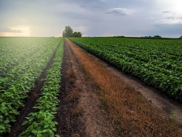 Sojafält Och Sojafält Tidigt Morgonen Sojaprodukter Jordbruk Dramatisk Himmel Soluppgång — Stockfoto